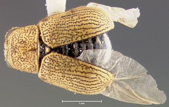 Media type: image; Entomology 8771   Aspect: habitus dorsal view
